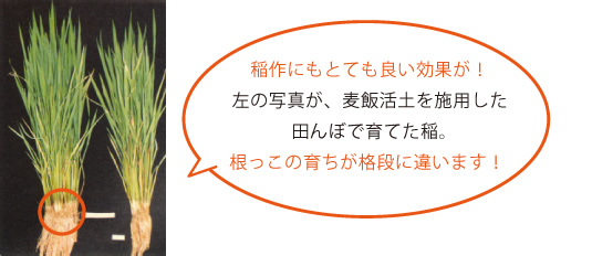 稲作にもとても良い効果が！左の写真が、麦飯活土を施用した田んぼで育てた稲。根っこの育ちが格段に違います！ 