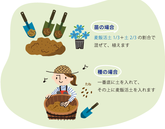 苗の場合：麦飯活土1/3＋土2/3の割合で混ぜて、植えます。　種の場合：一番底に土を入れて、その上に麦飯活土を入れます。